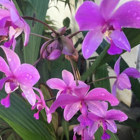 Homestay Vuon Nhan Плей Ку Екстериор снимка